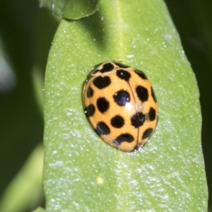 Harmonia conformis at Higgins, ACT - 31 Aug 2021