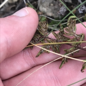 Cheilanthes distans at Garran, ACT - 27 Aug 2021