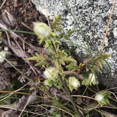 Cheilanthes distans at Garran, ACT - 27 Aug 2021