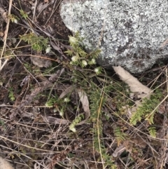 Cheilanthes distans at Garran, ACT - 27 Aug 2021 02:21 PM