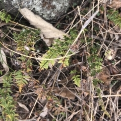 Cheilanthes distans at Garran, ACT - 27 Aug 2021