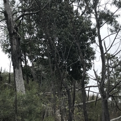 Brachychiton populneus subsp. populneus (Kurrajong) at Red Hill, ACT - 27 Aug 2021 by Tapirlord