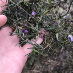 Glycine clandestina at Garran, ACT - 27 Aug 2021