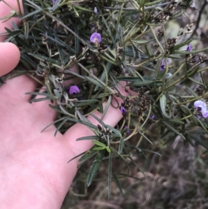 Glycine clandestina at Garran, ACT - 27 Aug 2021