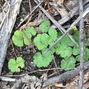 Hydrocotyle laxiflora at Garran, ACT - 27 Aug 2021