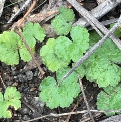 Hydrocotyle laxiflora at Garran, ACT - 27 Aug 2021