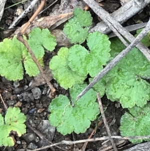 Hydrocotyle laxiflora at Garran, ACT - 27 Aug 2021