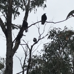 Gymnorhina tibicen (Australian Magpie) at Garran, ACT - 27 Aug 2021 by Tapirlord