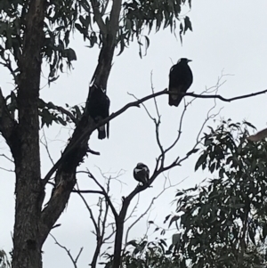 Gymnorhina tibicen at Garran, ACT - 27 Aug 2021