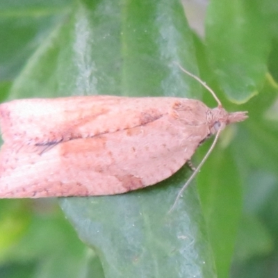 Epiphyas postvittana (Light Brown Apple Moth) at Flynn, ACT - 31 Aug 2021 by Christine