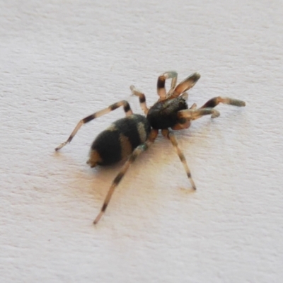 Lampona sp. (genus) (White-tailed spider) at Yass River, NSW - 31 Aug 2021 by SenexRugosus