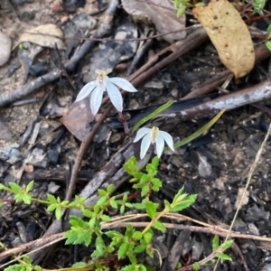 Caladenia fuscata at Downer, ACT - suppressed