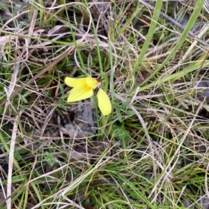 Diuris chryseopsis at Cook, ACT - suppressed