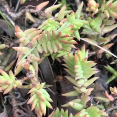 Sedum sp. (A Stonecrop) at Garran, ACT - 27 Aug 2021 by Tapirlord
