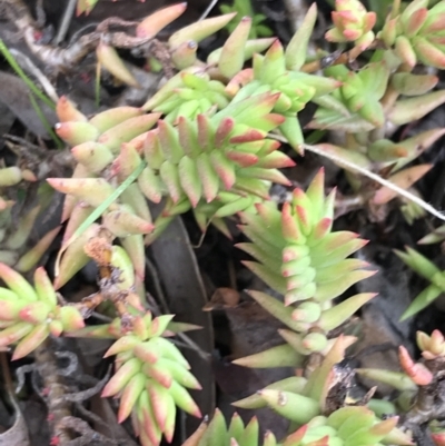 Sedum sp. (A Stonecrop) at Garran, ACT - 27 Aug 2021 by Tapirlord