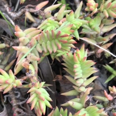 Crassula sieberiana at Garran, ACT - 27 Aug 2021 by Tapirlord