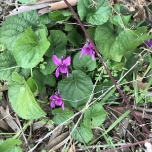 Viola odorata at Garran, ACT - 27 Aug 2021