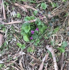 Viola odorata at Garran, ACT - 27 Aug 2021