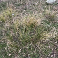 Carex appressa at Garran, ACT - 27 Aug 2021