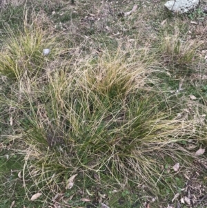 Carex appressa at Garran, ACT - 27 Aug 2021