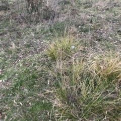 Carex appressa at Garran, ACT - 27 Aug 2021