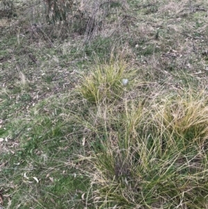 Carex appressa at Garran, ACT - 27 Aug 2021