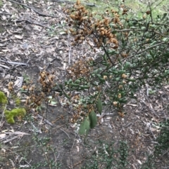 Bursaria spinosa subsp. lasiophylla (Australian Blackthorn) at Garran, ACT - 27 Aug 2021 by Tapirlord