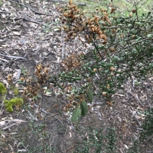 Bursaria spinosa subsp. lasiophylla at Garran, ACT - 27 Aug 2021