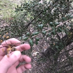 Bursaria spinosa subsp. lasiophylla at Garran, ACT - 27 Aug 2021