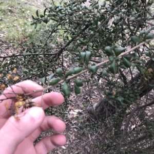 Bursaria spinosa subsp. lasiophylla at Garran, ACT - 27 Aug 2021