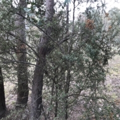 Bursaria spinosa subsp. lasiophylla at Garran, ACT - 27 Aug 2021 02:37 PM