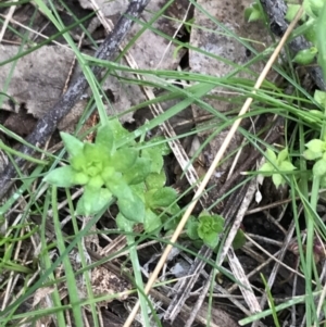 Galium murale at Garran, ACT - 27 Aug 2021 02:36 PM