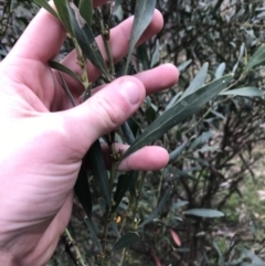 Daviesia mimosoides subsp. mimosoides at Garran, ACT - 27 Aug 2021 02:34 PM