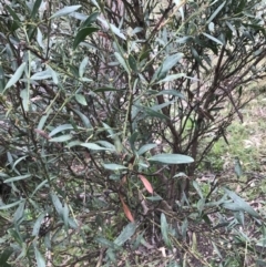 Daviesia mimosoides subsp. mimosoides at Garran, ACT - 27 Aug 2021 02:34 PM