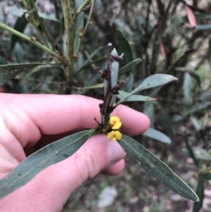 Daviesia mimosoides subsp. mimosoides at Garran, ACT - 27 Aug 2021