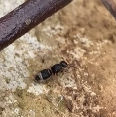 Odontomyrme sp. (genus) (A velvet ant) at Murrumbateman, NSW - 31 Aug 2021 by SimoneC