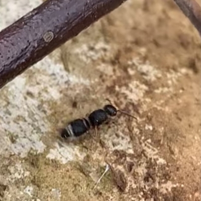 Odontomyrme sp. (genus) (A velvet ant) at Murrumbateman, NSW - 31 Aug 2021 by SimoneC