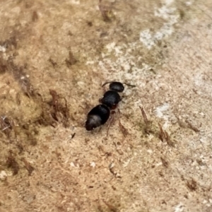 Odontomyrme sp. (genus) at Murrumbateman, NSW - 31 Aug 2021 03:08 PM