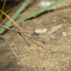 Austroargiolestes icteromelas (Common Flatwing) at Acton, ACT - 14 Dec 2019 by Birdy