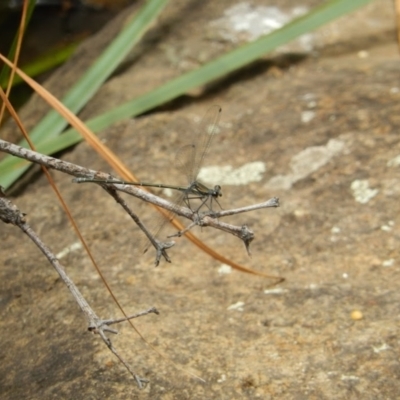 Austroargiolestes icteromelas (Common Flatwing) at Acton, ACT - 15 Dec 2019 by Birdy