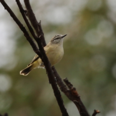 Acanthiza chrysorrhoa (Yellow-rumped Thornbill) at Gilmore, ACT - 31 Aug 2021 by RodDeb