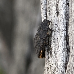 Lycidae sp. (family) (Net-winged beetle) at Macarthur, ACT - 31 Aug 2021 by RAllen