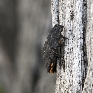 Lycidae sp. (family) at Macarthur, ACT - 31 Aug 2021