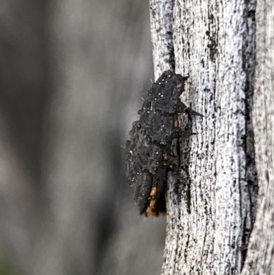 Lycidae (family) (Net-winged beetle) at Macarthur, ACT - 31 Aug 2021 by RAllen