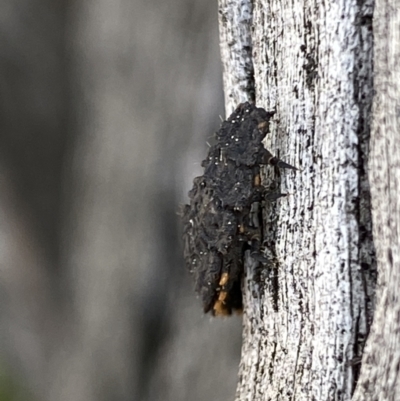 Lycidae sp. (family) (Net-winged beetle) at Wanniassa Hill - 31 Aug 2021 by RAllen