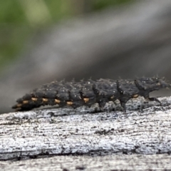 Lycidae sp. (family) at Macarthur, ACT - 31 Aug 2021