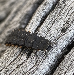 Lycidae sp. (family) at Macarthur, ACT - 31 Aug 2021