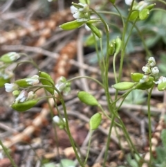Erophila verna (Whitlow Grass) at Majura, ACT - 31 Aug 2021 by JaneR