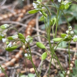 Erophila verna at Majura, ACT - 31 Aug 2021