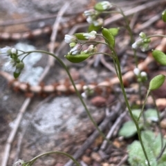 Erophila verna at Majura, ACT - 31 Aug 2021